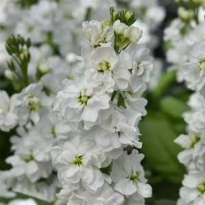 matthiola katz hi double white 1